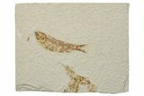 Fossil Fish (Knightia) - Green River Formation #237192-1